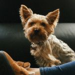 author